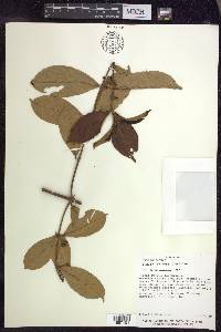 Hiraea faginea image