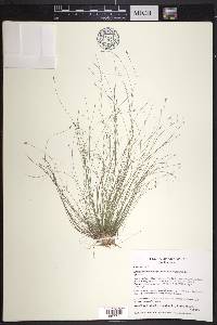 Eleocharis microcarpa image