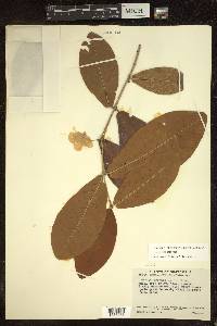 Hiraea reclinata image