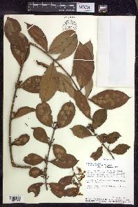 Hiraea faginea image