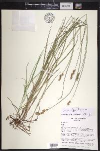 Carex albolutescens image