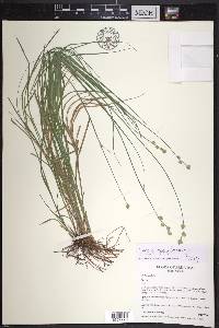 Carex reniformis image