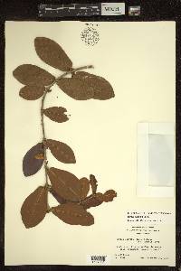 Hiraea reclinata image