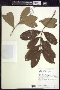 Hiraea faginea image