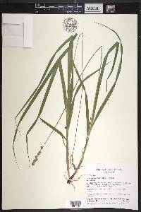 Carex sparganioides image