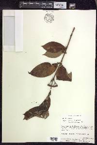 Hiraea faginea image