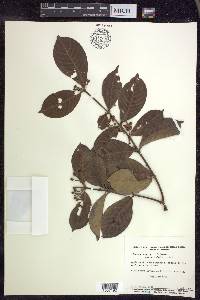 Hiraea faginea image