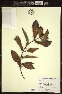 Hiraea faginea image