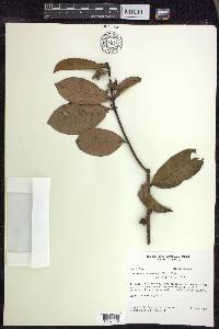 Hiraea faginea image