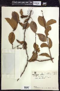 Hiraea faginea image