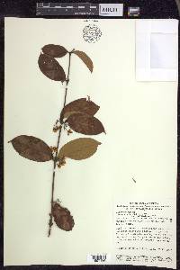 Hiraea faginea image