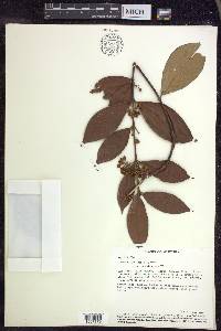 Hiraea faginea image