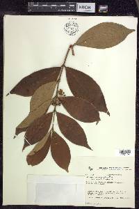 Hiraea faginea image