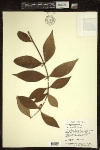 Hiraea faginea image