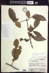 Hiraea faginea image