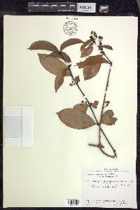 Hiraea faginea image