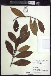 Hiraea faginea image