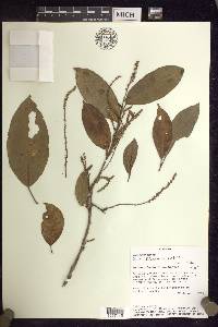 Croton schiedeanus image