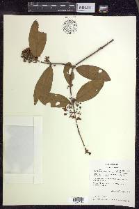 Hiraea faginea image