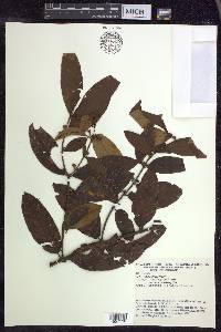 Hiraea faginea image