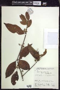 Hiraea faginea image