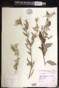 Croton apostolon image