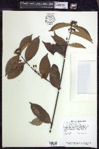 Hiraea faginea image