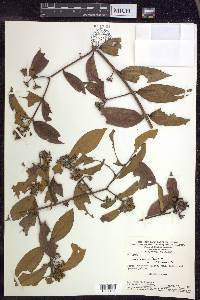 Hiraea faginea image