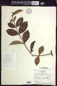 Hiraea faginea image