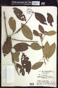 Hiraea faginea image