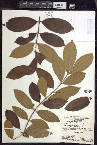 Hiraea faginea image