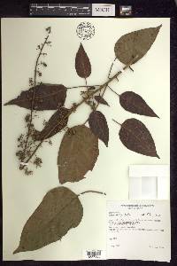 Croton rusbyi image