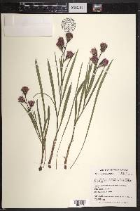 Liatris cylindracea image