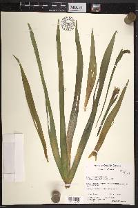 Stratiotes aloides image
