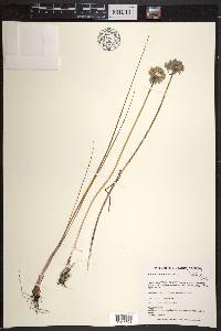 Allium schoenoprasum image