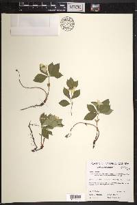 Cornus canadensis image