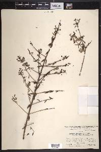 Galvezia fruticosa image