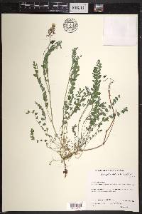 Astragalus alpinus image