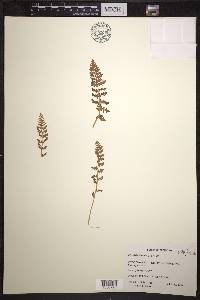 Woodsia ilvensis image