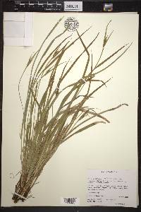 Carex backii image