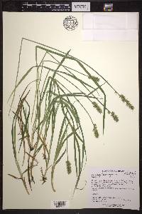 Carex laevivaginata image