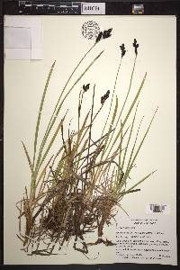 Carex scopulorum image