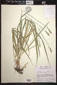 Carex sparganioides image