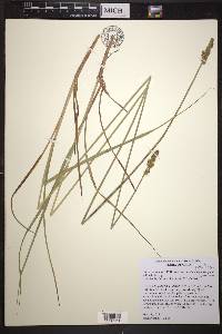 Carex annectens var. xanthocarpa image