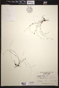 Eleocharis baldwinii image