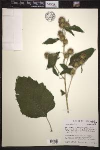 Arctium minus image