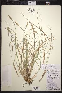 Carex xerantica image