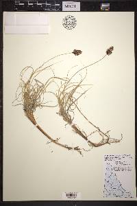 Carex sabulosa image