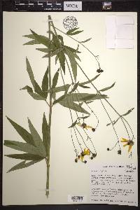 Coreopsis tripteris image