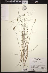 Carex echinata image